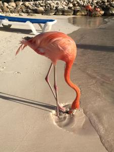 1504039_893103624085856_4073299351031105058_n